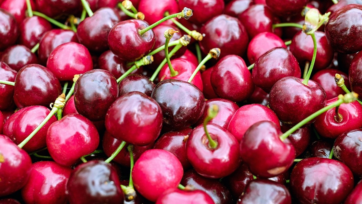 Mejora de la conservación poscosecha de cerezas griegas con Xtend®.jpg